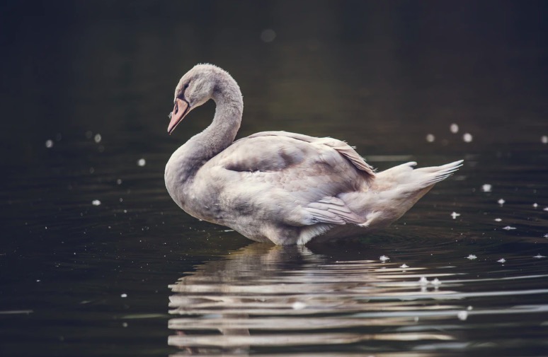 Grey swans, and what a bit of linguistics can teach you about