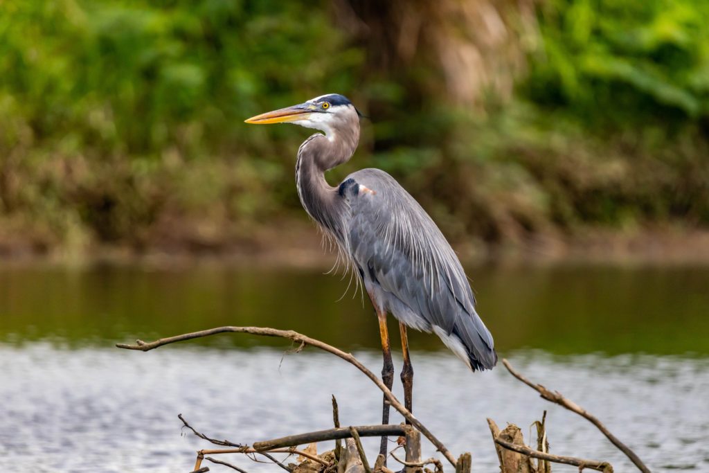 Amanda Hamilton: Poet in Where the Crawdads Sing ...