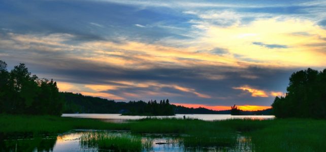 In Where the Crawdads Sing, the Marsh Is Alive | Shortform Books