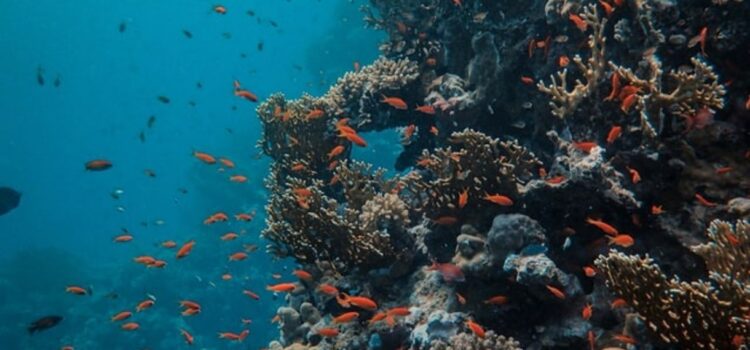 Why Are Coral Reefs Dying? Human Behavior | Shortform Books