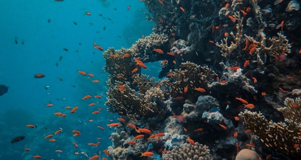 Why Are Coral Reefs Dying? Human Behavior | Shortform Books