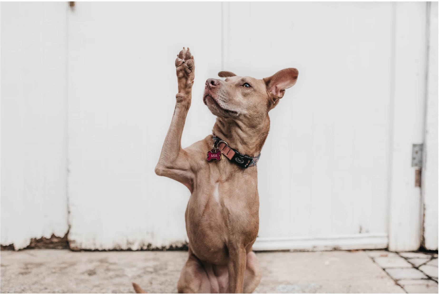 martin seligman experiment with dogs