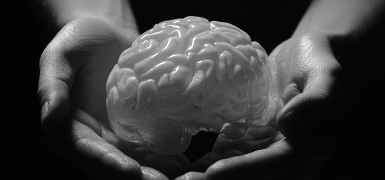 Hands holding a plastic model of a brain to show how ADHD works