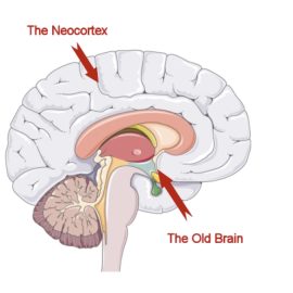 a diagram of the old brain and the neocortex