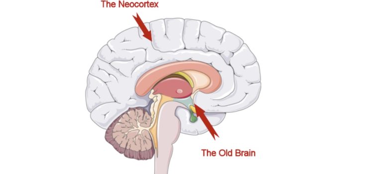 a diagram of the old brain and the neocortex