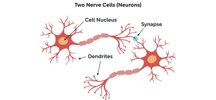 A diagram of two neurons with cell nucleus, synapse, and dendrites illustrate what happens inside cortical columns