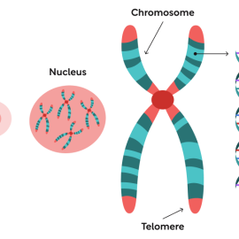 An image of a cell, nucleus, chromosome, telomere, and DNA to show what a telomere is and why it's important