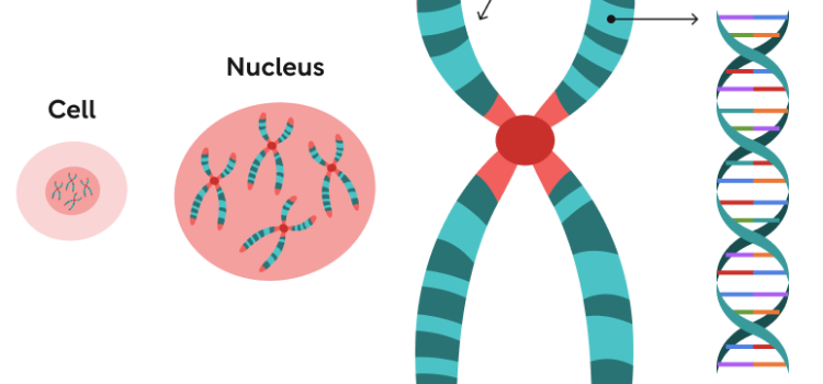 An image of a cell, nucleus, chromosome, telomere, and DNA to show what a telomere is and why it's important