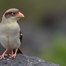 A finch perched on a rock illustrates the two steps of evolution in Darwin's theory