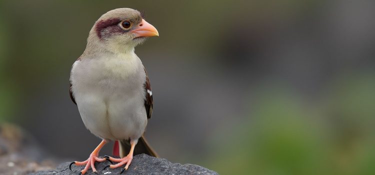 A finch perched on a rock illustrates the two steps of evolution in Darwin's theory