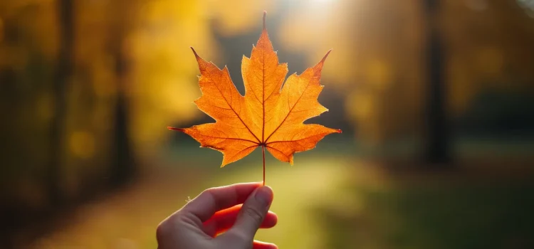 A person holding a maple leaf by the stem and holding it up in the sunlight illustrates awe-inspiring nature